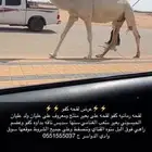 لقحه كفو