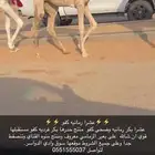 عشرا كفو