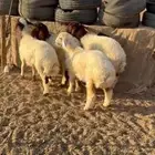 بهم نعيم المجمعة