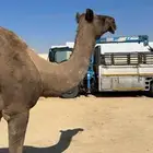 ماخض كفو ع جميع الشروط