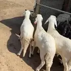 سواكن جذعان 4