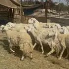 15 ضان حريات فواخر حرش كفووو ع 730 (( تم البيع ))