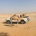 ناقة اصيل