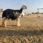 للبيع النجد العدد 20 تحتها 4 والباقي دفيع