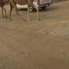 لقحات ثنتين
