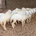رخال للبيع مقنوي