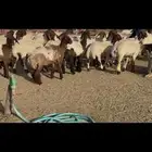 جذعات مقاني نعيم