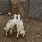 خرفان جبره للبيع