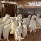 ذبايح نعيم حري تيوس تقسيط