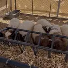 غنم نعيم للبيع