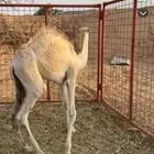 قعود