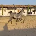 مهره واهو