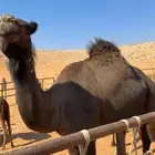 لقحة ساحليه