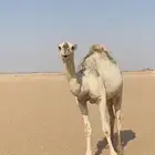 بكره باتليه حقه