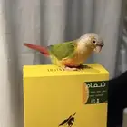 كنيور اناناس