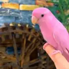 طيور روز اليفه جدا