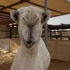 قعود فحل باتلي