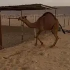 للبيع قعوود