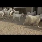 معزا مشاريك مطورات بيض شرط سن وديد ودفيع سونار