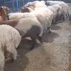 متوفر ذبايح طيبه جذعان فوق ست اشهور