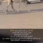 لقحات كفو