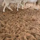 حريات صغار سن دفيع
