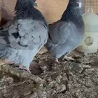 جوز فريش شبابات