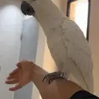 كوكاتو سلفر كريستد حجم سوبر سوبر جامبو هدد