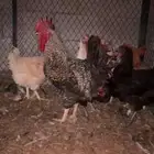 دجاج تركي سوبر