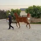 مهر فاخر ولد الاسطوره حابس الزبير