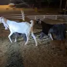معزا