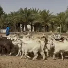 تيوس منادي طيبه الظهور فل