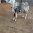 فحل نشروك نجدي مع حري منتج