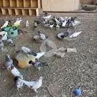 حمام مشكل للبيع