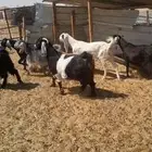 معزا