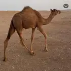 قعود