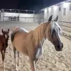 فرس للبيع تحتها مهره