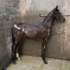 مهر شعبي فاخر