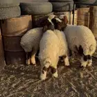 بهم نعيم