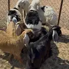 للبيع تيوس 4 وخرفان 3 العمر 6 ونص نجدي