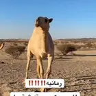 بكره حقه شقحا رمانيههه الزين ذكر الله .