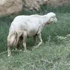 غنم صمع للبيع شاه صمعا