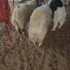 3طليان