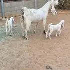 عنز مشروكه طيبه متبع