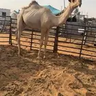 بكره غييثيه شقحاء