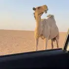 لقحه صفرا