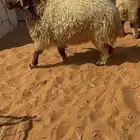 طليان نعيم جذعان بلدي جبرها للمناسبات او الثلاجات