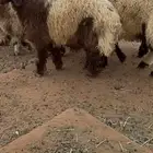 طليان نعيم بلدي جبرات