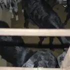 تيوس للبيع