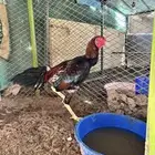 ديك برازيلي مستورد